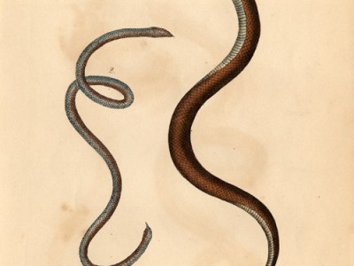 The Parasitic Serpent