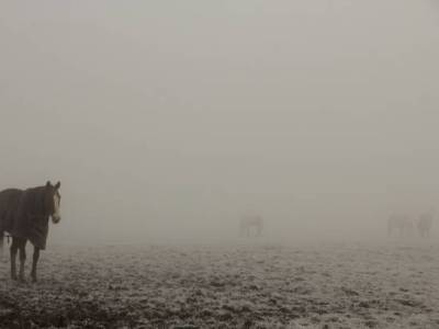 Gibraltar Point Fog&nbsp;Horse