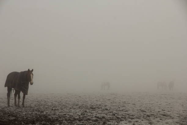 Gibraltar Point Fog Horse