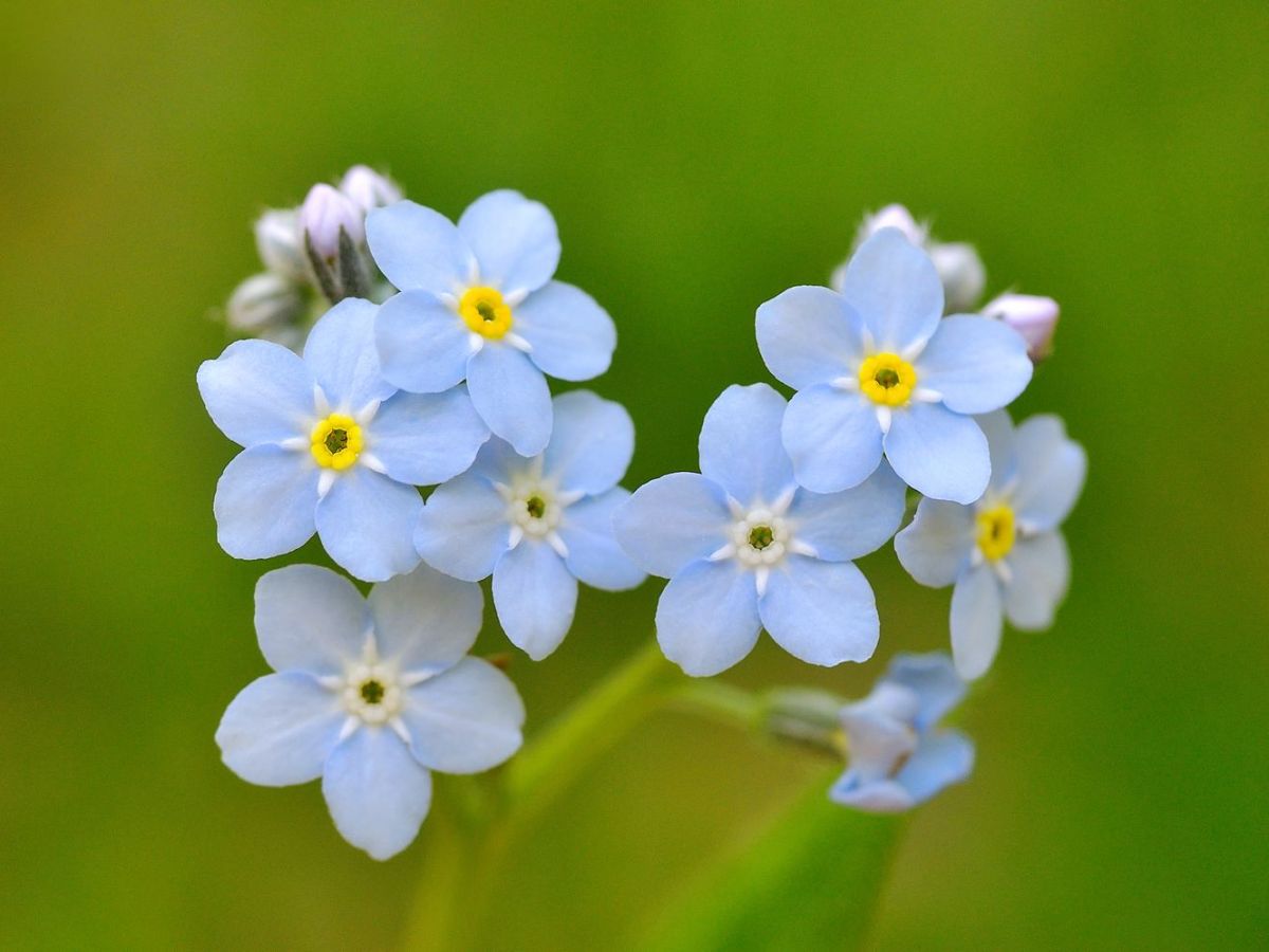 Forget Me Not